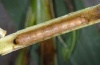 Sesamia nonagrioides: Larva (La Gomera, Santiago, February 2013) [M]