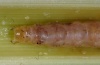 Sesamia nonagrioides: Larva (La Gomera, Santiago, February 2013) [M]