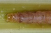 Sesamia nonagrioides: Larva (La Gomera, Santiago, February 2013) [M]