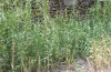 Sesamia nonagrioides: Larval habitat in La Gomera near Santiago were stocks of Arundo donax in a barranco (February 2013) [N]