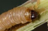 Sesamia nonagrioides: Larva (La Gomera, Santiago, February 2013) [M]