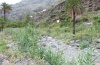 Sesamia nonagrioides: Larvalhabitat auf La Gomera bei Santiago sind Bestände von Arundo donax in einem Barrancobett (Februar 2013) [N]