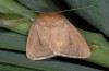 Sesamia nonagrioides: Female (La Gomera, Valle Gran Rey, December 2008) [M]