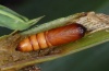 Sesamia nonagrioides: Männliche Puppe (La Gomera, Santiago, Februar 2013, Stängel geöffnet) [M]