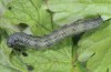 Heliothis nubigera: Half-grown larva (e.o. rearing, Greece, Samos Island, Kamara, female early March 2016) [S]