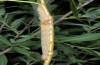 Catocala nupta: Larva (e.l. river Iller near Memmingen, Germany, 2014) [S]