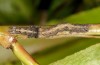 Catocala nupta: Young larva (e.l. river Iller near Memmingen, Germany, 2014) [S]