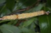 Catocala nupta: Half-grown larva (e.l. river Iller near Memmingen, Germany, 2014) [S]