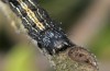 Catocala nymphaea: Half-grown larva (e.l. Samos 2014) [S]