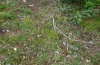 Euxoa obelisca: Larvalhabitat auf der Ostalb: lckiger  Magerrasen mit Hufeisen-Klee am Rande eines Steinbruchs, 22.06.2012. [N]