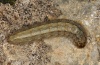 Euxoa obelisca: Larva (Sardinia, e.l. 2012) [S]