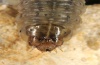 Euxoa obelisca: Larva (head), e.l. Sardinia 2012 [S]