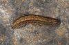 Euxoa obelisca: Halbwchsige Raupe (Sardinien, Ende Mai 2012) [M]