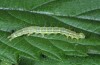 Hypena obesalis: Larva (South Tyrol, Val Müstair, early July 2015) [S]