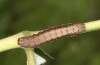 Eurois occultus: Half-grown larva (e.l. rearing, W-Austria, Tirol, Kaunergrat, 1500m, larva in September 2020) [S]