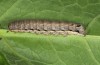 Eurois occultus: Larva (e.o. rearing, S-Germany, Oberallgäu, 1100m, larva in October 2018) [S]
