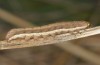 Eurois occultus: Half-grown larva (e.l. rearing, S-Germany, Oberallgäu, 1100m, larva in October 2018) [S]
