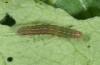 Xestia ochreago: Young larva (e.o.-rearing W-Austria, Golm, 2014) [S]