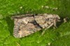 Adult (e.l. rearing, Cyprus. Paphos district, 600m, larva in April 2017)