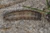 Hoplodrina octogenaria: Raupe