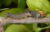Valeria oleagina: Half-grown larva (Abruzzes, Rieti, mid-May 2013) [M]