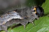 Valeria oleagina: Larva (Greece, Samos Island, above Moni Vronda, May 2014) [S]