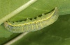 Lacanobia oleracea: Raupe (e.l. Dettenheim 2011) [S]