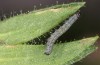 Heliothis ononis: Larva in the second instar (e.o. Switzerland, south side of Simplon, 2000m, female on 16. July 2024) [S]
