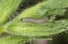 Heliothis ononis: Larva in the second instar (e.o. Switzerland, south side of Simplon, 2000m, female on 16. July 2024) [S]