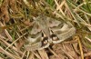 Heliothis ononis: Female (e.o. rearing, Valais, Simplon, oviposition in mid-July 2024) [S]