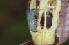 Heliothis ononis: Larva in the second instar (e.o. Switzerland, south side of Simplon, 2000m, female on 16. July 2024) [S]