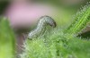 Heliothis ononis: Larva in the second instar (e.o. Switzerland, south side of Simplon, 2000m, female on 16. July 2024) [S]