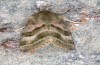 Heliothis ononis: Female (e.o. rearing, Valais, Simplon, oviposition in mid-July 2024) [S]