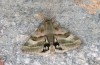 Heliothis ononis: Female (e.o. rearing, Valais, Simplon, oviposition in mid-July 2024) [S]