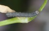 Heliothis ononis: Larva in the third instar (e.o. Switzerland, south side of Simplon, 2000m, female on 16. July 2024) [S]