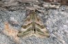 Heliothis ononis: Female (e.o. rearing, Valais, Simplon, oviposition in mid-July 2024) [S]