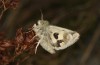 Heliothis ononis: Female shortly after eclosion (e.o. rearing, Valais, Simplon, oviposition in mid-July 2024) [S]
