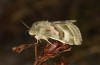 Heliothis ononis: Female (e.o. rearing, Valais, Simplon, oviposition in mid-July 2024) [S]