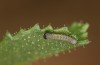 Heliothis ononis: Larva in the first instar (e.o. Switzerland, south side of Simplon, 2000m, female on 16. July 2024) [S]