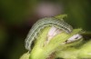 Heliothis ononis: Larva in the penultimate instar (e.o. Switzerland, south side of Simplon, 2000m, female on 16. July 2024) [S]