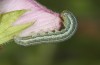 Heliothis ononis: Larva in the penultimate instar (e.o. Switzerland, south side of Simplon, 2000m, female on 16. July 2024) [S]
