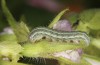 Heliothis ononis: Larva in the penultimate instar (e.o. Switzerland, south side of Simplon, 2000m, female on 16. July 2024) [S]