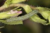 Heliothis ononis: Larva in the penultimate instar (e.o. Switzerland, south side of Simplon, 2000m, female on 16. July 2024) [S]