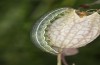 Heliothis ononis: Larva in the penultimate instar (e.o. Switzerland, south side of Simplon, 2000m, female on 16. July 2024) [S]