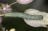 Heliothis ononis: Larva in the penultimate instar (e.o. Switzerland, south side of Simplon, 2000m, female on 16. July 2024) [S]