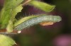 Heliothis ononis: Larva in the penultimate instar (e.o. Switzerland, south side of Simplon, 2000m, female on 16. July 2024) [S]