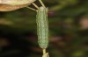 Heliothis ononis: Larva in the penultimate instar (e.o. Switzerland, south side of Simplon, 2000m, female on 16. July 2024) [S]