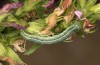 Heliothis ononis: Larva in the last instar (e.o. Switzerland, south side of Simplon, 2000m, female on 16. July 2024) [S]