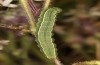 Heliothis ononis: Larva in the last instar (Switzerland, south side of Simplon, 14. August 2021) [S]