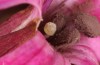 Heliothis ononis: Egg after some days (e.o. Switzerland, south side of Simplon, 2000m, female on 16. July 2024) [S]